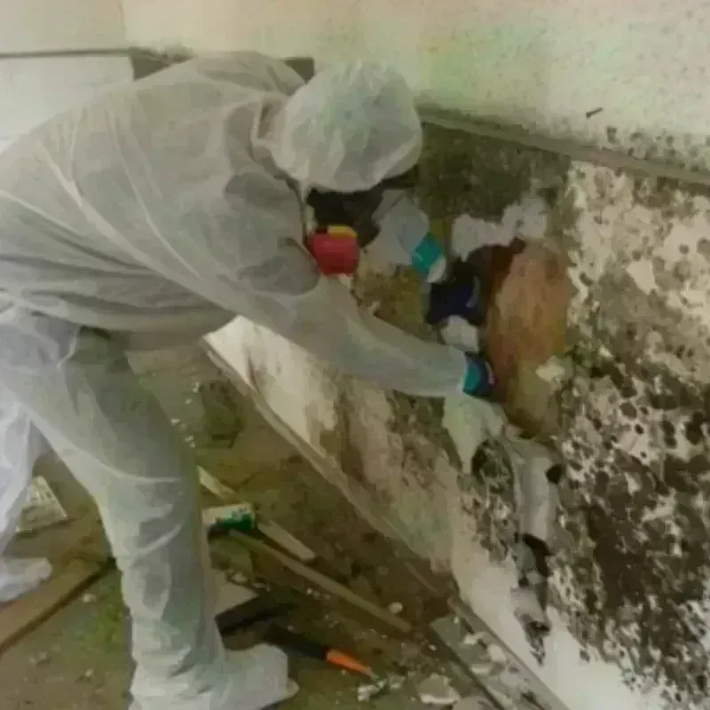 Mold Remediation and Removal in Alpine County, CA